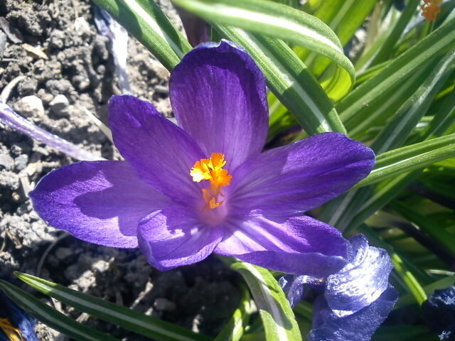 Крокус, или шафран - Crocus, фото автора