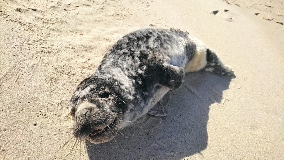 Молодой тюлень с Куршской косы, 2022 год. Его вес 11 кг. Здоровый тюлень в этом возрасте должен весить от 25 до 30 кг.