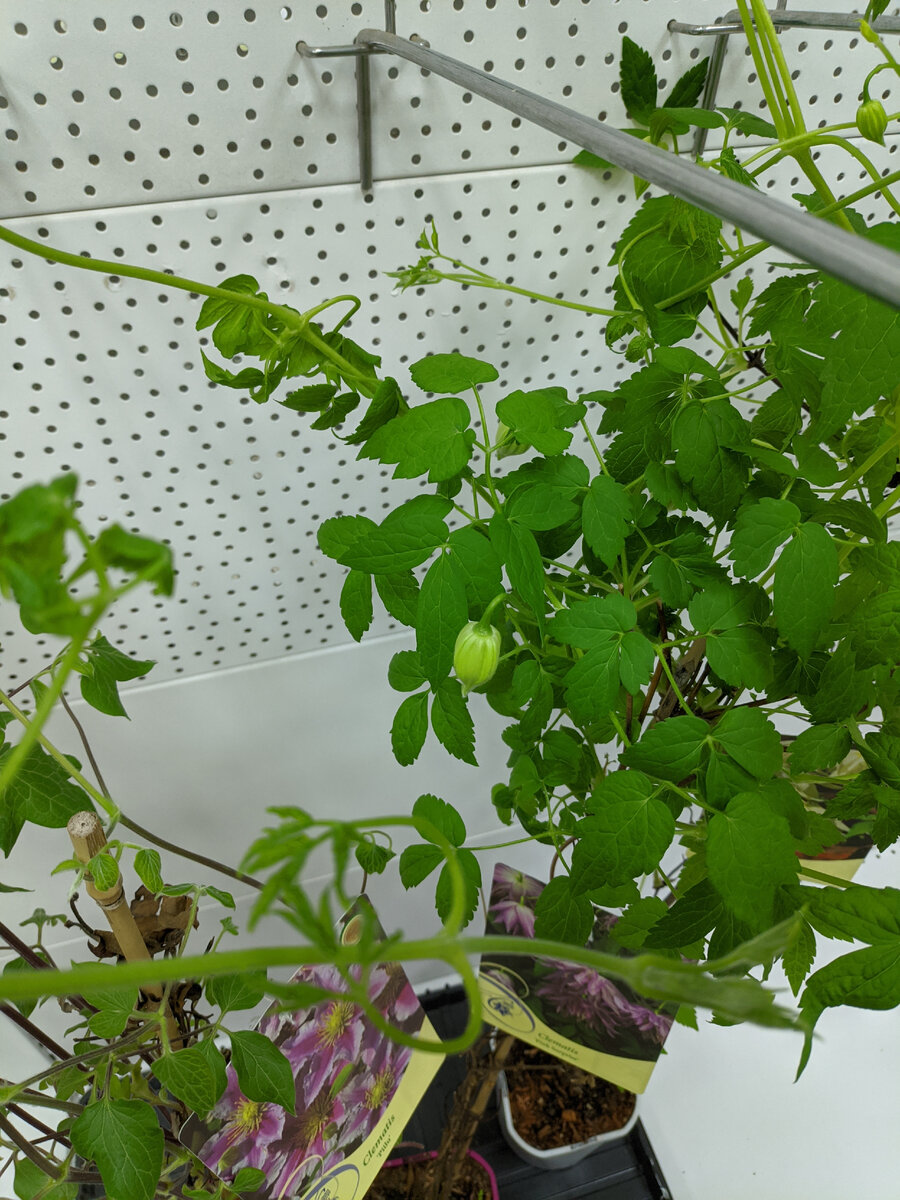 А этот клематис уже цвести надумал. Печаль печальная