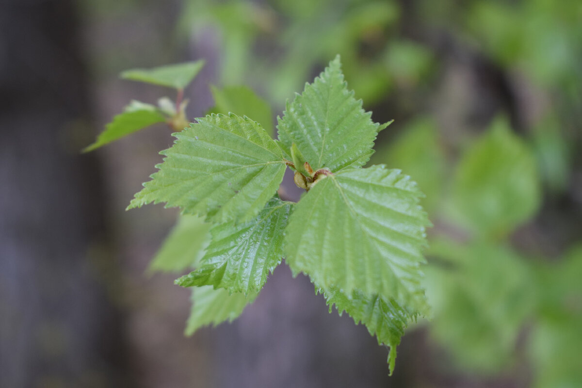 Макросъёмка. Листочки. Виктория Михалина.