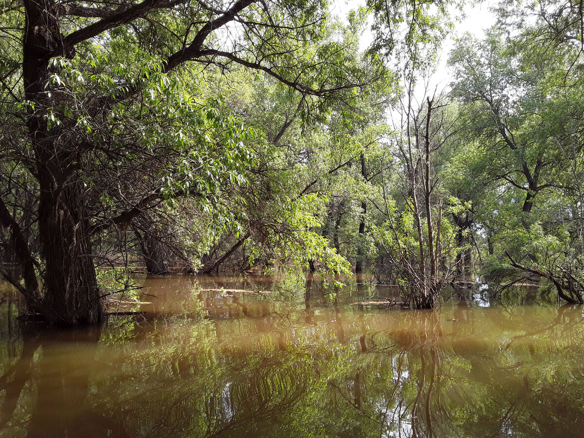Затопленный лес. Разлив реки Иртыш весной. Тобольский район. Фото из личного архива.