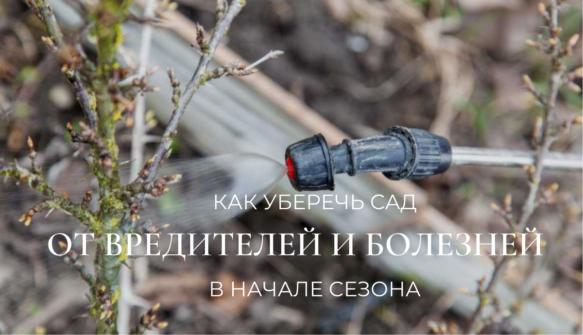 Самое важное весной - это защита сада от вредителей и болезней!