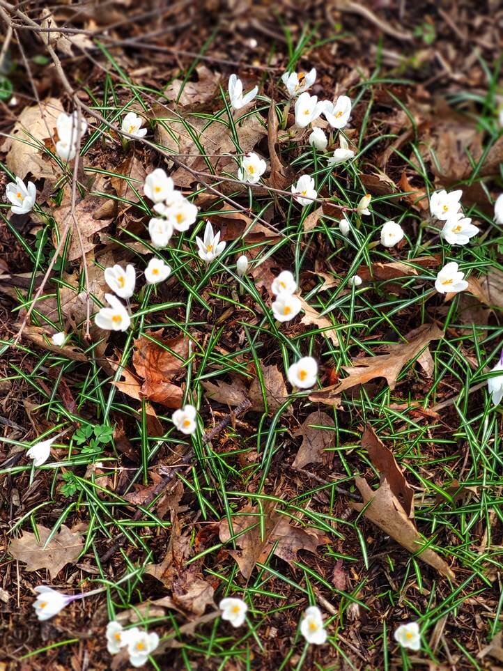 Глядя на эту нежную красоту, невольно чувствовала себя падчерицей, которую отправили за подснежниками. И мне подумалось, что вернуться с пустыми руками я не могу, что обязательно нужно этой красотой поделиться