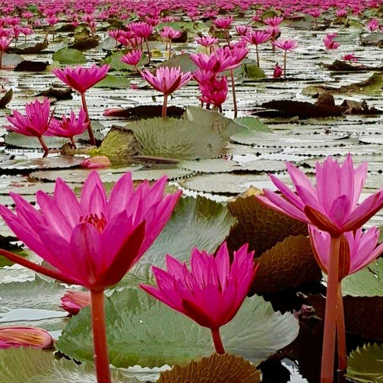 Lotus thailand