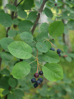 Ирга колосистая (Amelanchier spicata)