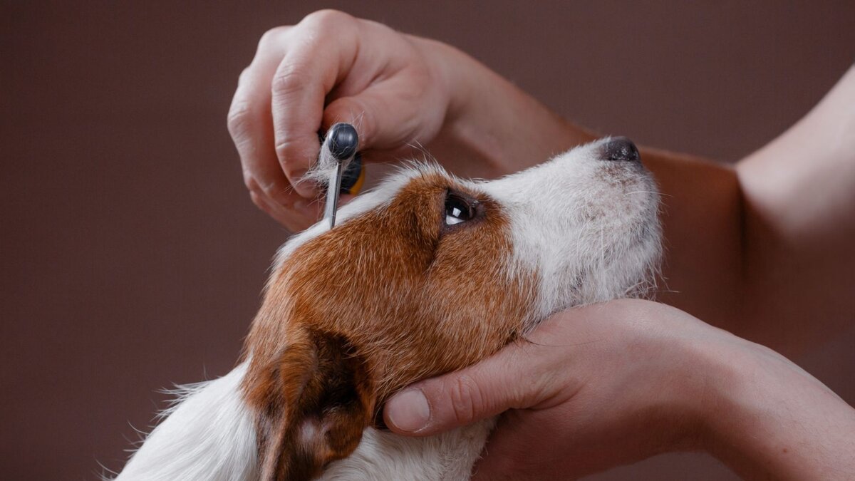 Вычесывание собак: как правильно вычесывать своего питомца? | Dog Breeds |  Дзен