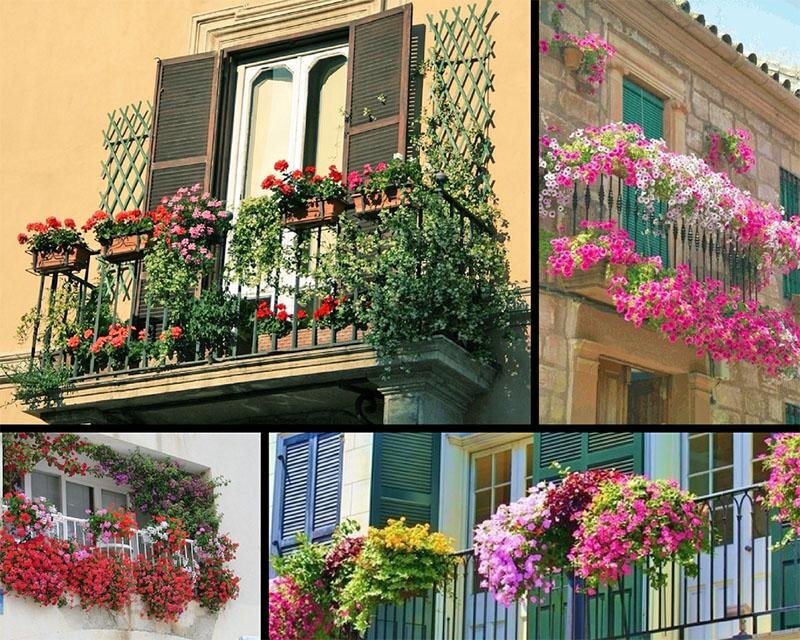 Обзор вьющихся балконных растений — 8 лучших цветов для посадки