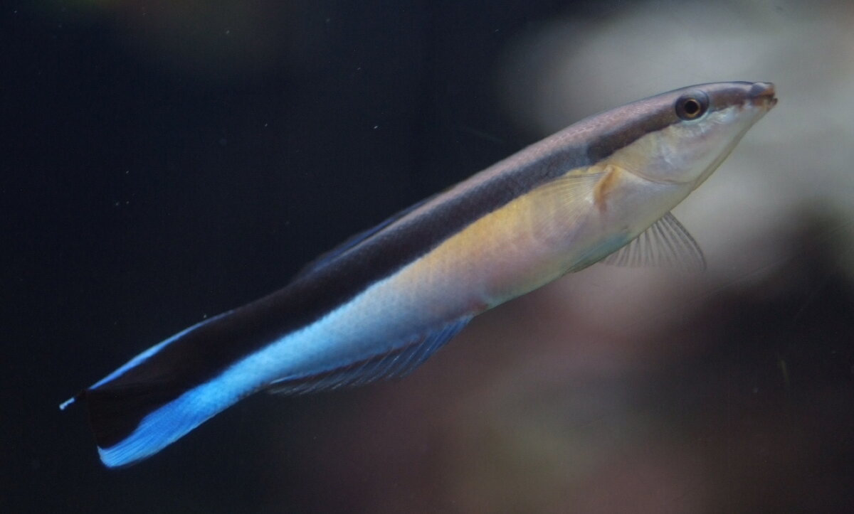 Голубой губан-чистильщик. Фотография пользователя Pierre-Louis Stenger, опубликованная на сайте inaturalist.org 21 сентября 2021 года (CC BY-NC).