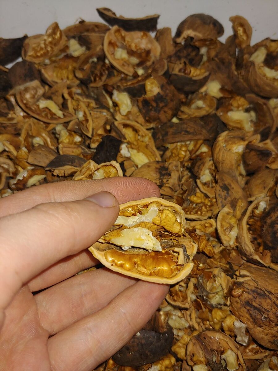 В сыром виде грецкие орехи вызывали дискомфорт в левом боку