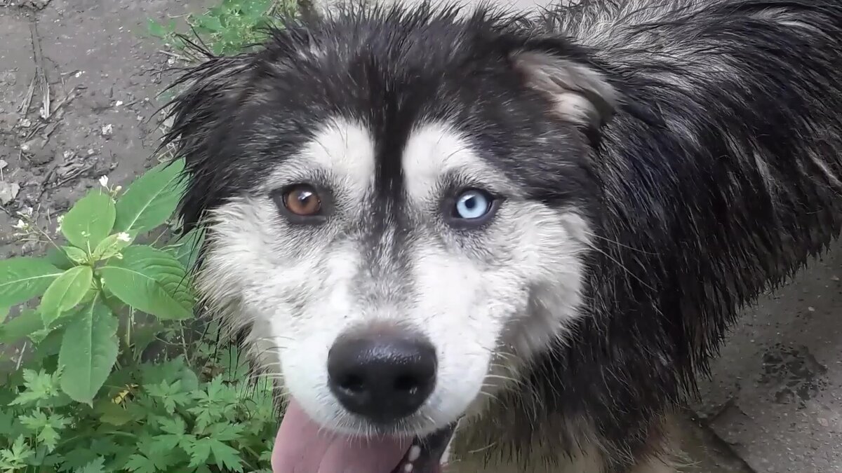 Музыкальная композиция - "Ray Vision", исполнитель - Slynk.