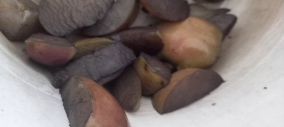 Это яблочные дольки из моего синего компота, выглядят устрашающе