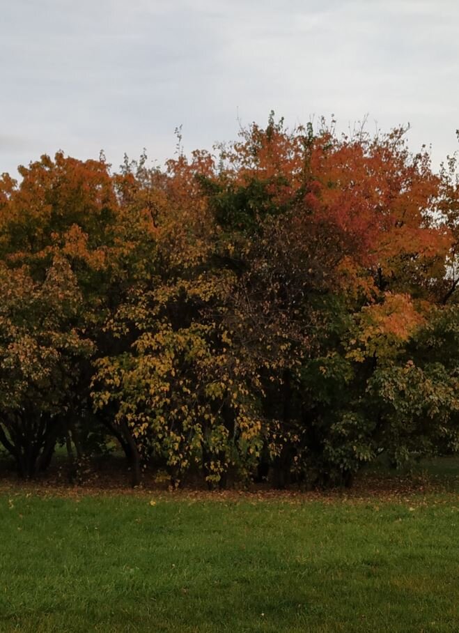 Фото автора. Примерно такие заросли кустов были вдоль ветхой ограды парка, а где-то за ними была дыра, а за дырой - лес, а где-то в лесу - болото