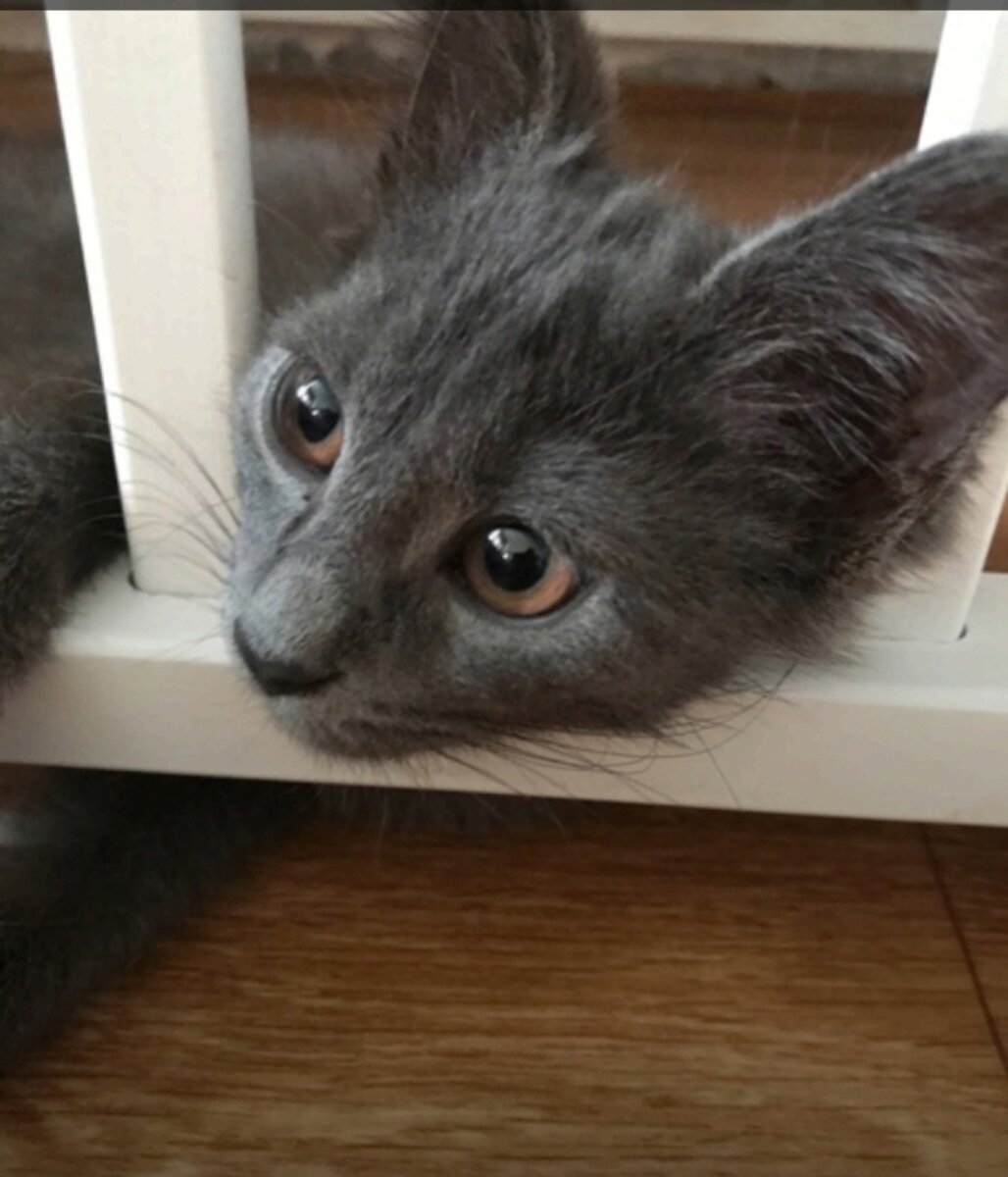 Наш герой Тиша!