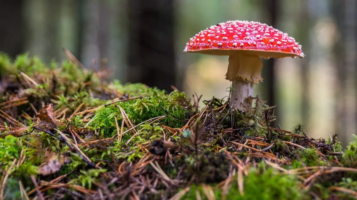 У мухомора - ядовитого гриба множество видов. Фото: www.piqsels.com
