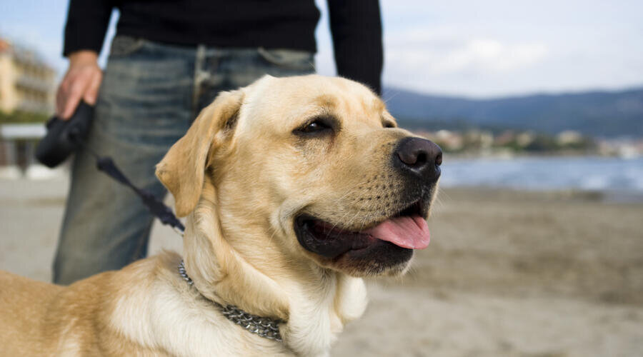    Что умеет собака породы лабрадор? Фото: Depositphotos