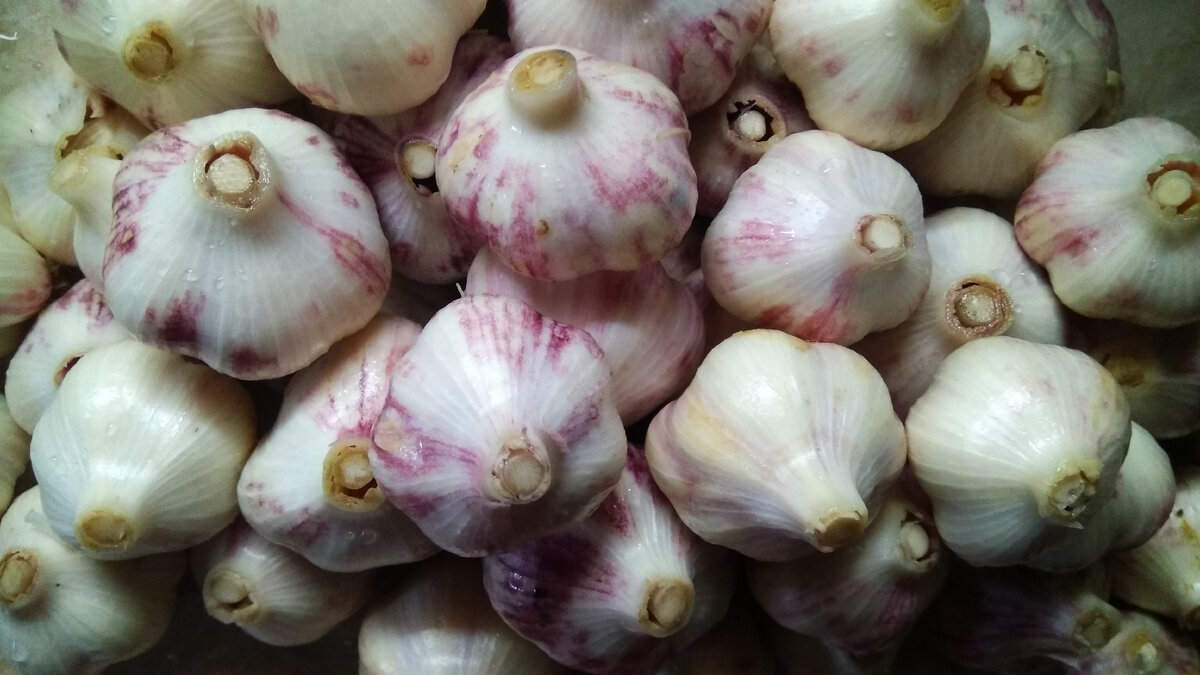 Вот так выглядит чеснок после того, как его очистили