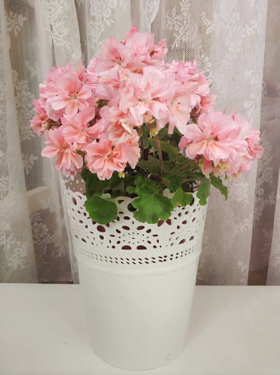 ЕлКа Августчанка. Это цветение уличное. Дома цветоносы будут длиннее. 