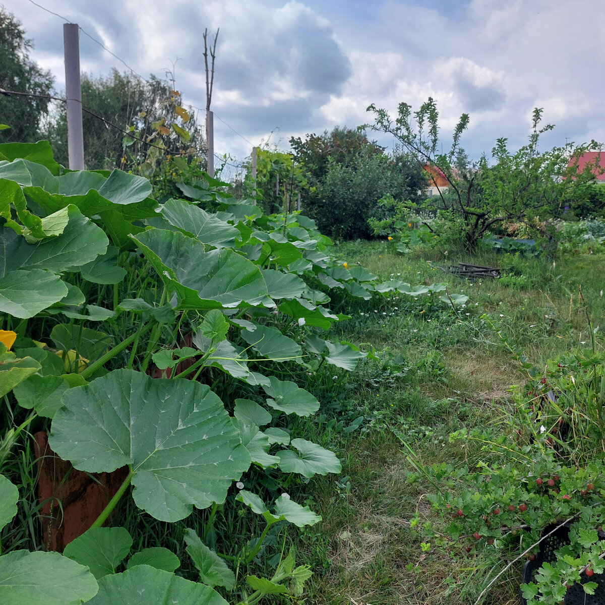 Прошли дожди и наступило время удушающей толстянки. Она же портулак ...