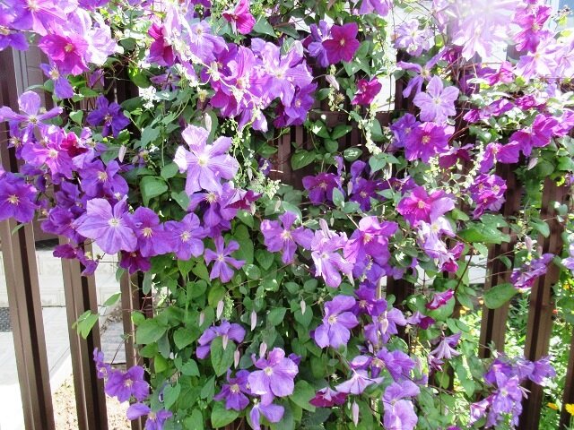 фото автора, клематис Жакман