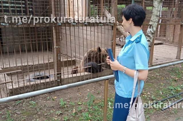    Что известно о нападении медведя на маму с трехлетней дочерью под Тулой?