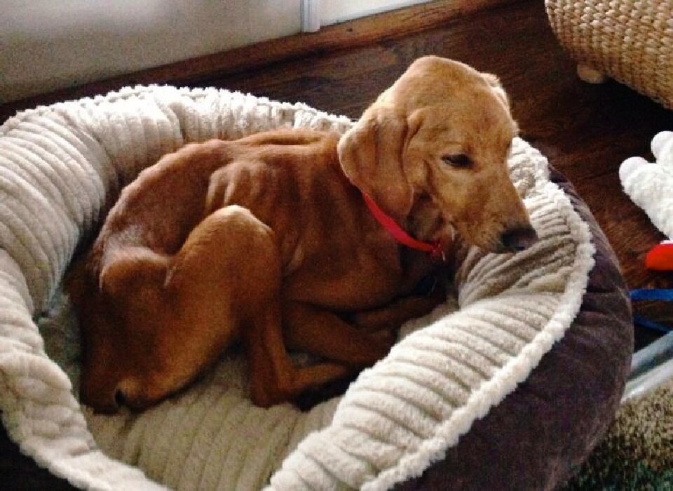 Целыми днями Грейси лежала