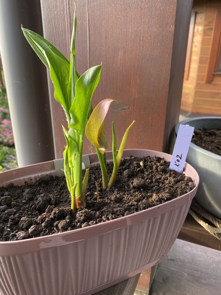 Калла Самур