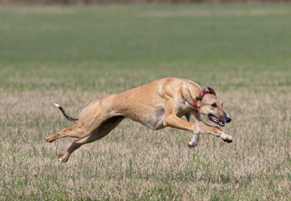 Борзая в прыжке