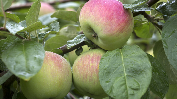 ФОТО: NIKOLAY GYNGAZOV/GLOBALLOOKPRESS