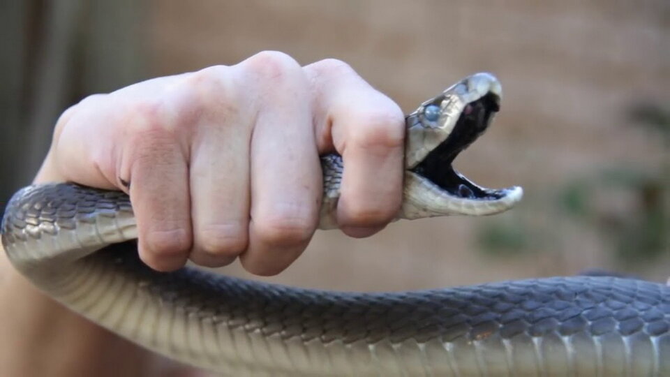 5 качеств черной мамбы, которые делают эту змею «самым опасным существом на  планете» | Ваша Планета | Дзен