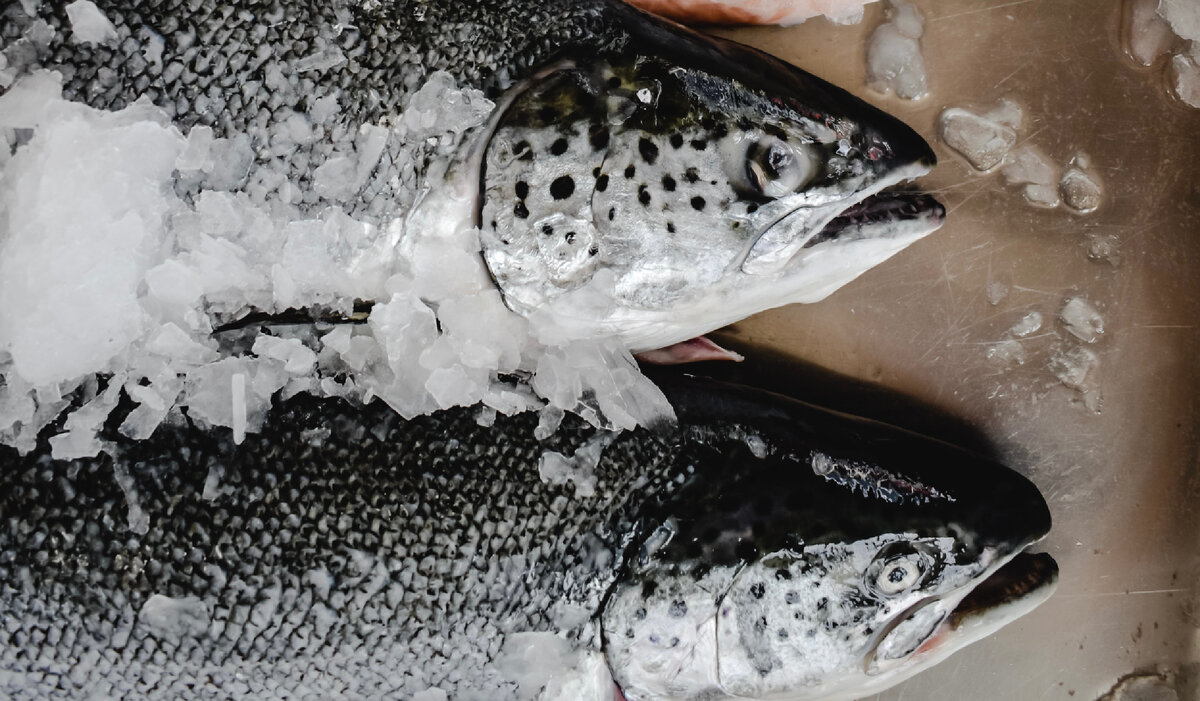 Высокое содержание Омега-3 в жирных сорта рыбы