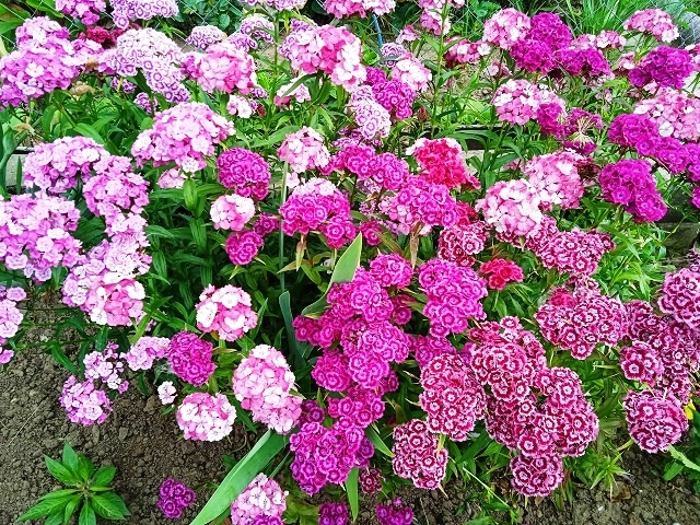 5 красивых цветов, которые всегда можно удачно посеять под зиму для пышного цветения