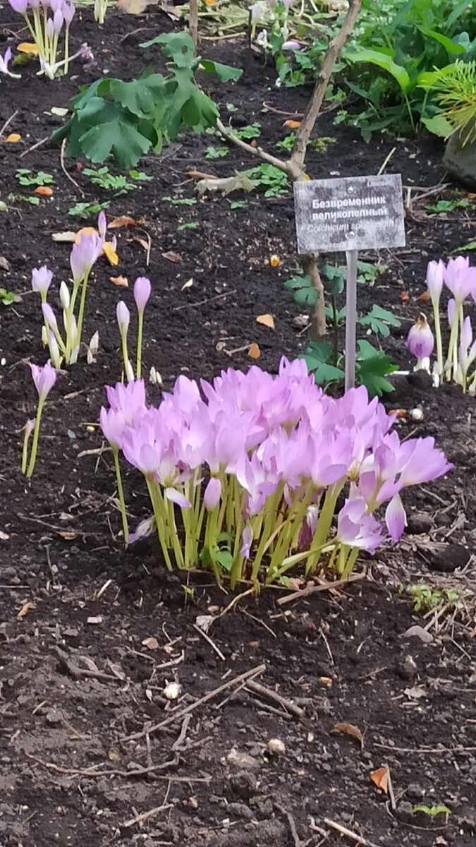 Безвременник