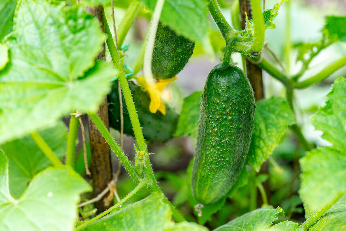 Юлия Мулино