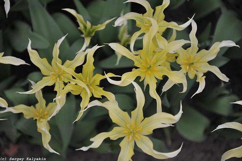 Тюльпан 'Green Dance'