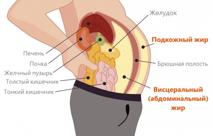 От висцерального жира трудно избавиться