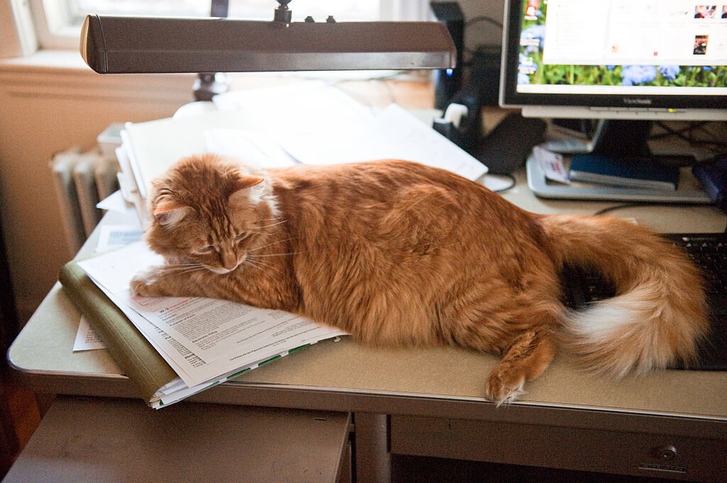 фото: Dwight Sipler, CC BY 2.0