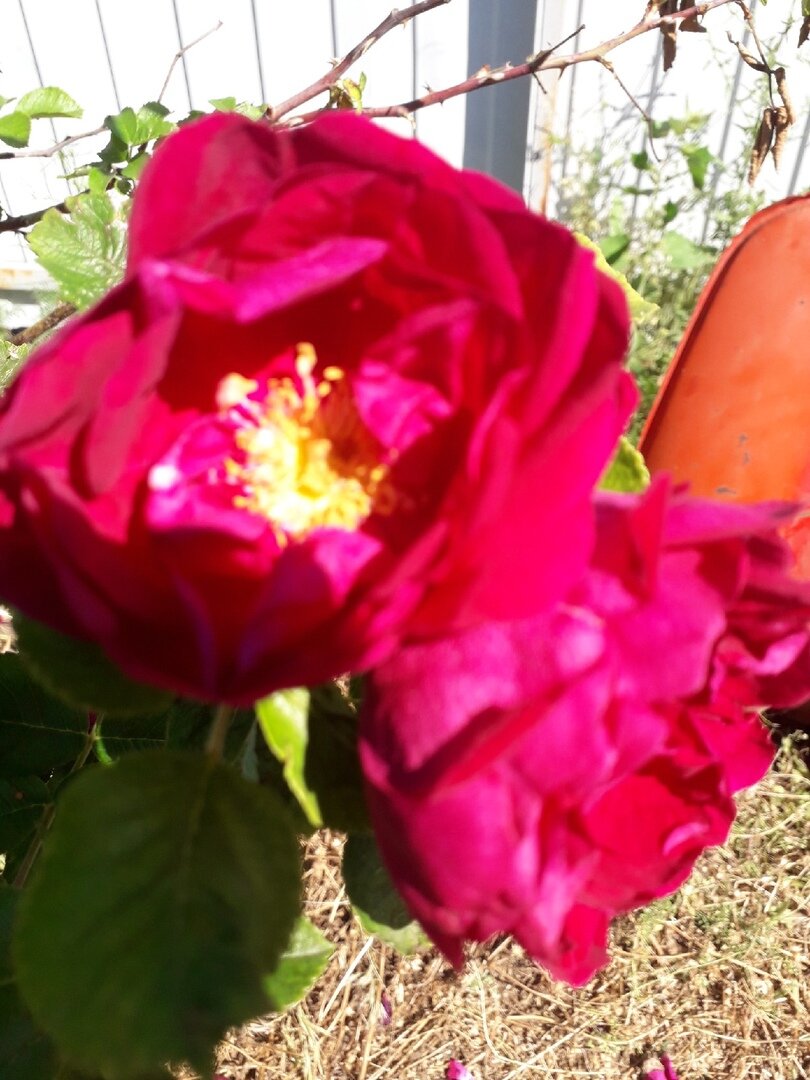 Розочки расцвели