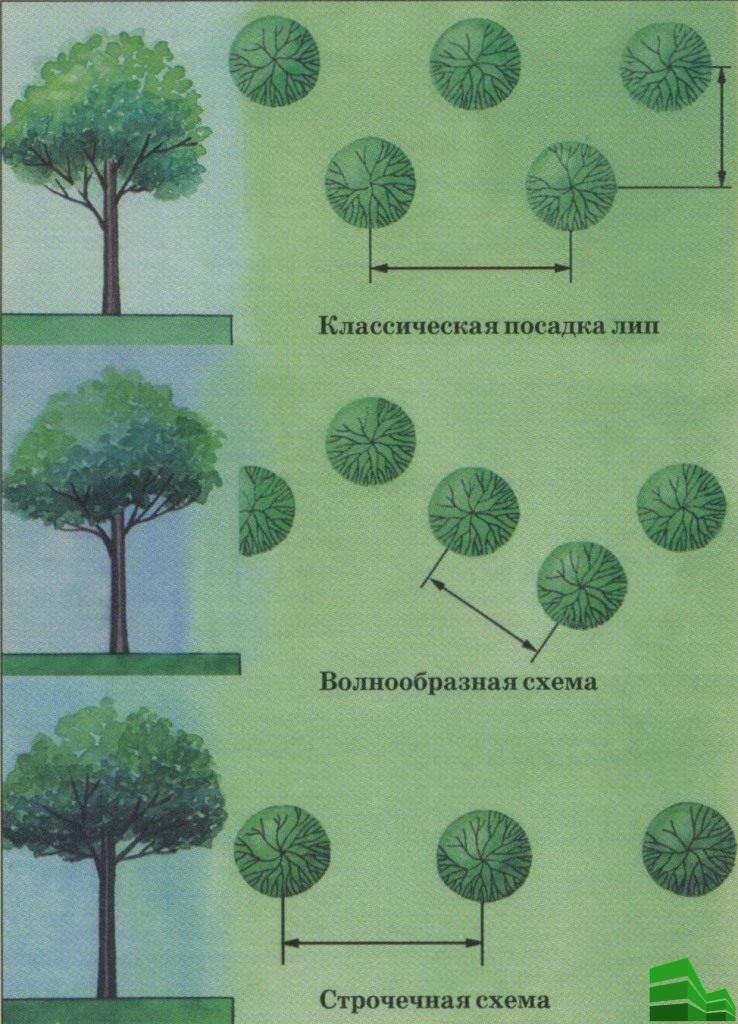 На какое расстояние сажать деревья друг. Схема посадки деревьев. Схема посадки деревьев и кустарников. Схема посадки сосен на участке. Диаметр кровн деревьев и кустарников.