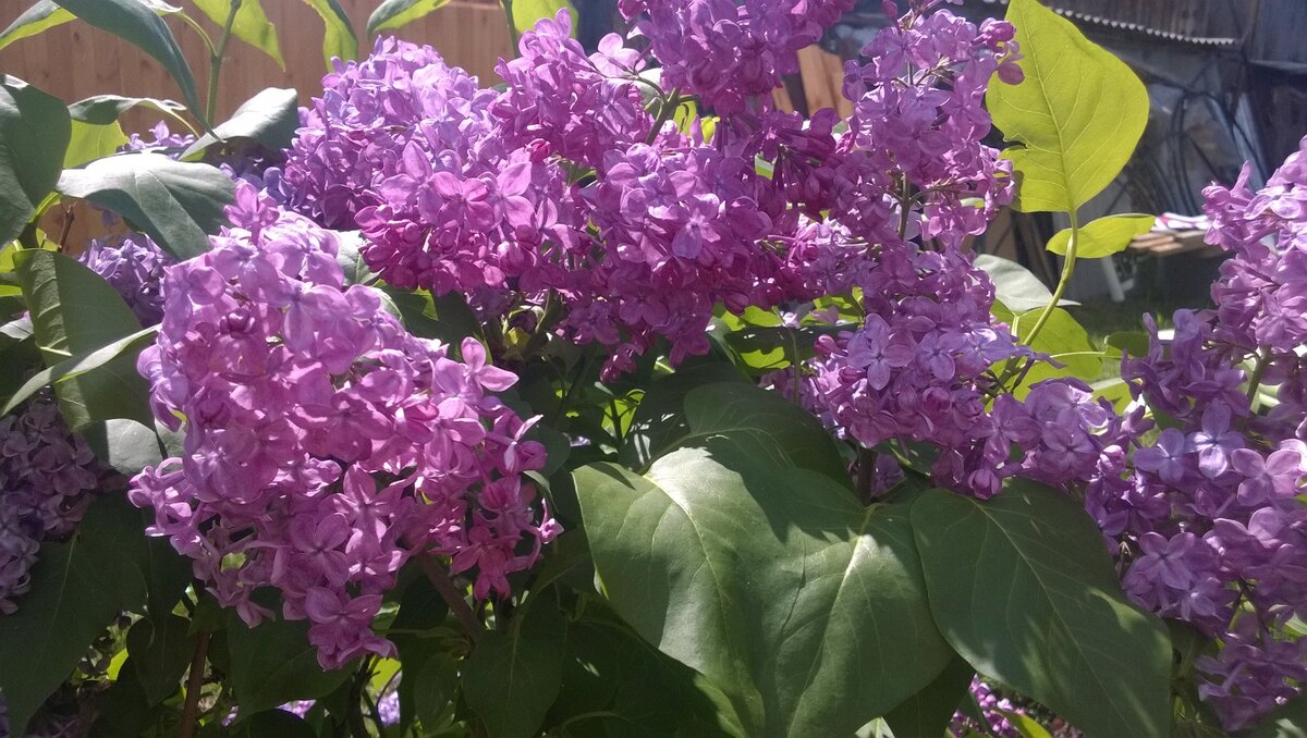 Сирень