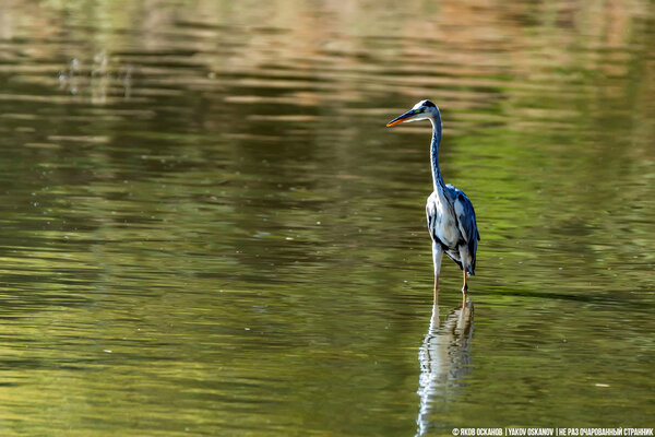 Серая цапля (Ardea cinerea)