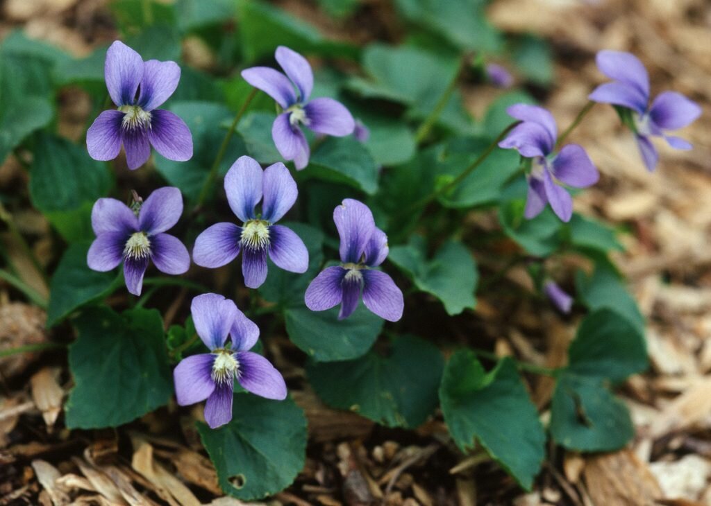http://botanikim.com/wp-content/uploads/2017/06/250007-Viola-sororia-x-V.-cucullata-or-x-V-hirsutula-Radnor-PA-2004-1024x730.jpg