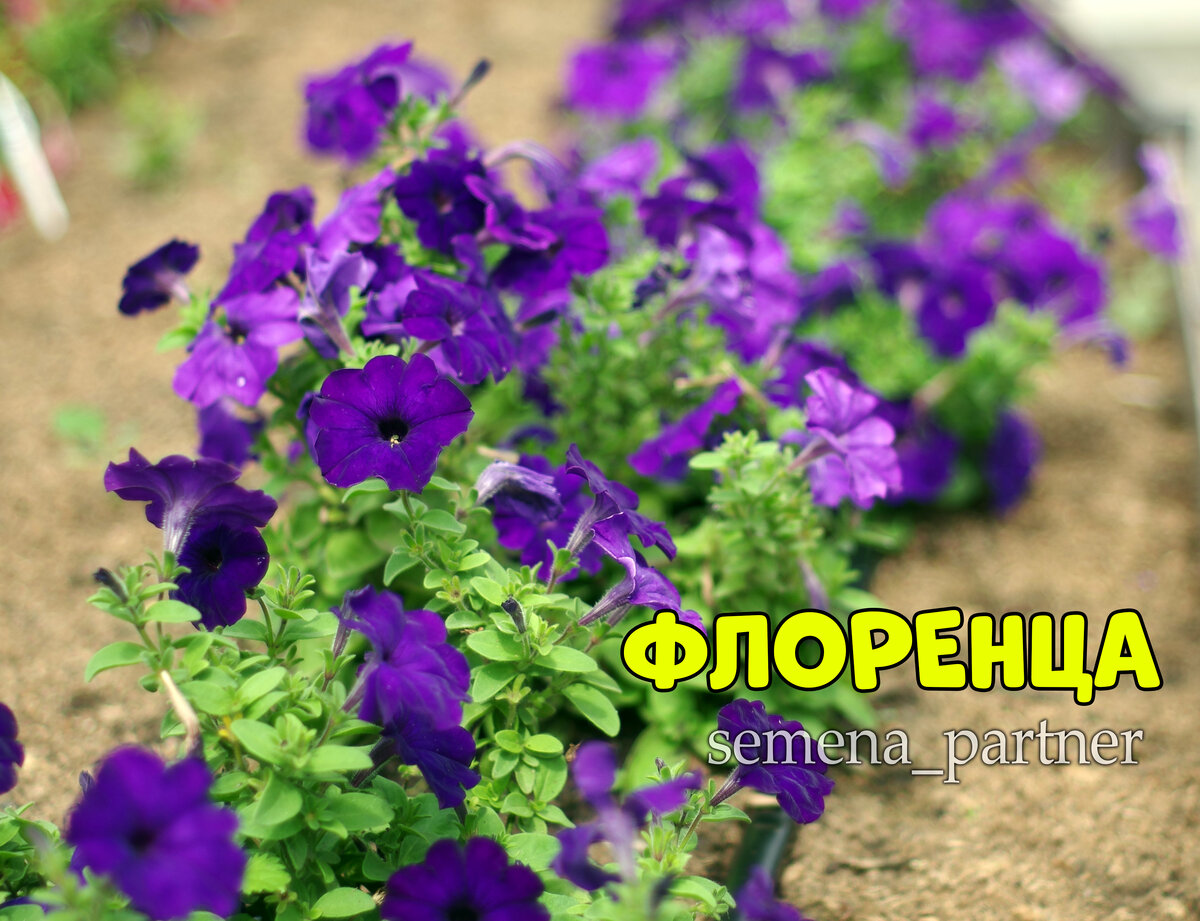Что делать чтобы петуния была пышной. Что делать чтобы петуния была пышной