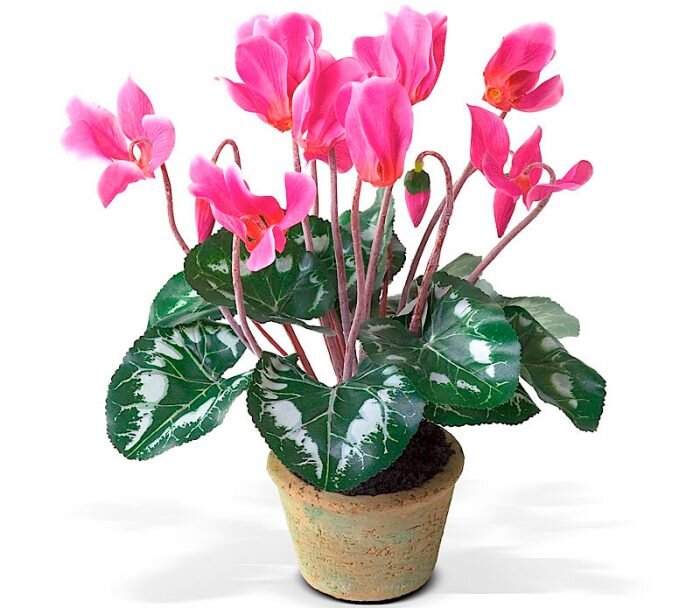 ссылка на картинку:https://rastenievod.com/wp-content/uploads/2016/08/3-12-700x608.jpg