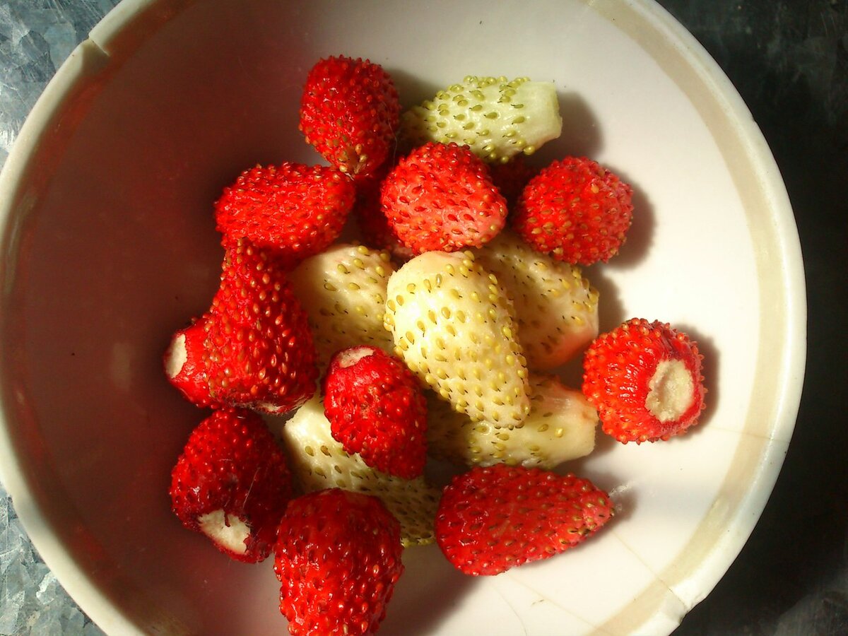 ЭТО РЕМОНТАНТНАЯ ЗЕМЛЯНИКА "Желтое чудо" и "Али-Баба"- едим все лето