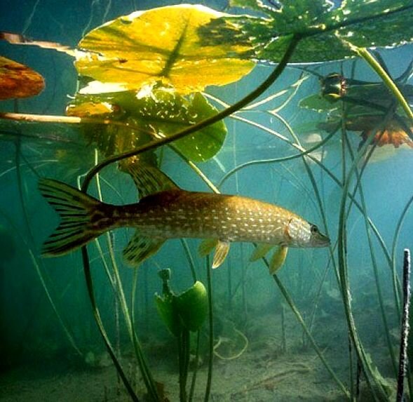 Заросли. Фото из открытого источника