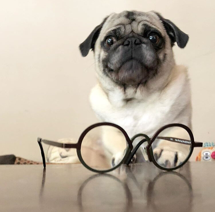 Мопс не понимает, что для него вредно, а что нет, как и ребёнок. 