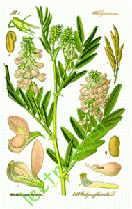 Козлятник широко культивируется как кормовая культура. В 1891 году, он был введен как фураж в Юте, где он избежал культивирования. В Соединенных Штатах это растение считается вредным сорняком. Козлятник является безопасным, но случайно было обнаружено, что он был токсичен для овец, в то время как другим животным не приносит никакого вреда.