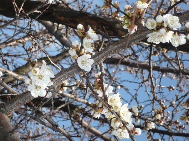 Фото из личного архива автора. Новороссия до войны ...Абрикосы.