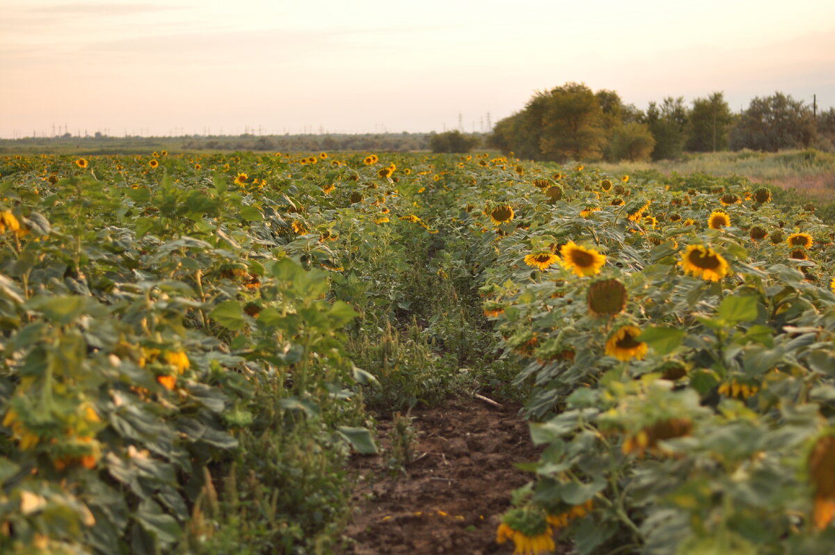 на закате шикарный вид на поле