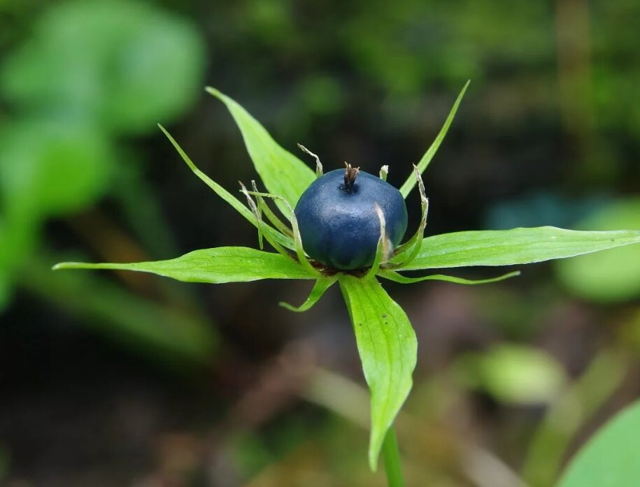 Легко спутать со съедобной ягодой, например черникой